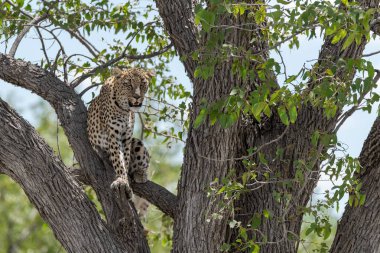 Güney Afrika 'daki Kruger Ulusal Parkı' ndaki leopar..