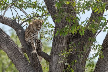Kenya 'da Afrika' nın ulusal habitatında ağaçta çita