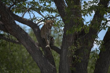 Büyük leopar ağaçta dinleniyor, Kenya.