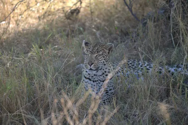 Leopar doğada, panthera pardus