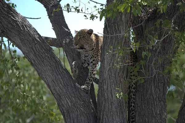 Leopar, Kenya 'nın savanasındaki ağaçta çimlerin üzerine uzandı.