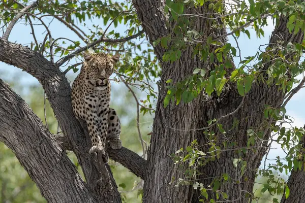 Ağacın altında dinlenen leopar.