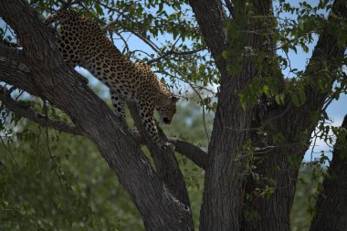 Afrika 'daki Kruger Park' taki çita.