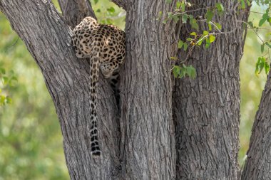 Leopar Kruger National park, Güney Afrika