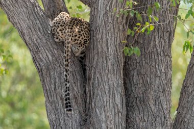 Kenya savanındaki bir ağaçtaki leopar.