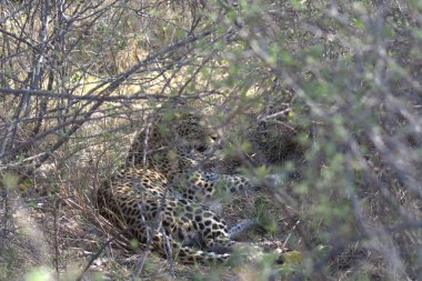 Savanadaki bir leoparın yakın plan fotoğrafı.
