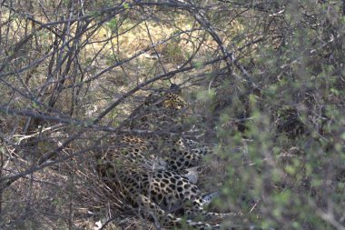 leopard in the savannah in kenya