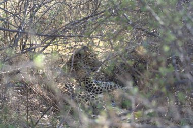 Leopar Kruger National park, Güney Afrika