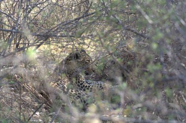 Güney Afrika 'daki Kruger Ulusal Parkı' ndaki leopar.