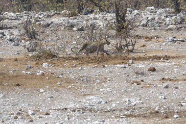 Afrika bozkırında vahşi bir kadu, Kenya