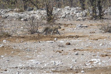 ormandaki bir yaban domuzu