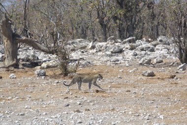 Kenya bozkırında vahşi bir aslan