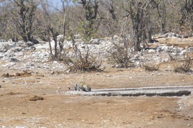 Yerde büyük bir taş var.