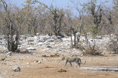Ormandaki beyaz kurt