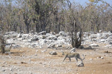 Ormandaki beyaz ayının güzel bir görüntüsü.