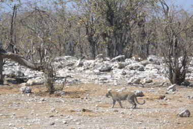 Savanadaki güzel beyaz bir kedinin yakın plan çekimi.