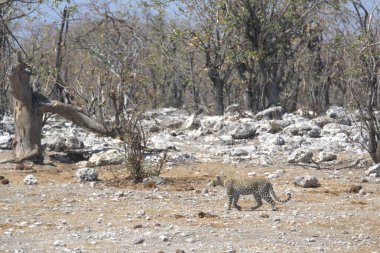 Vahşi Afrika aslanı kuru çimlerde yürüyor..