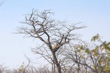 maymun ağaçta oturuyor.