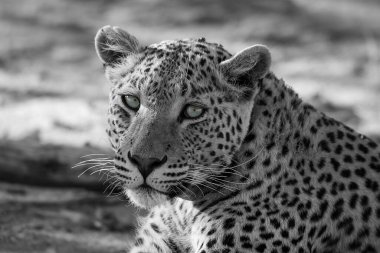 Bir çita siyah beyaz portre