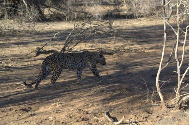 Güney Afrika 'daki Kruger parkında vahşi bir leopar.
