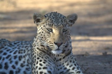 Hayvanat bahçesindeki leopar