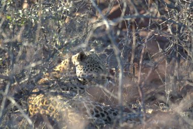 Güney Afrika 'daki Kruger Ulusal Parkı' ndaki çita.