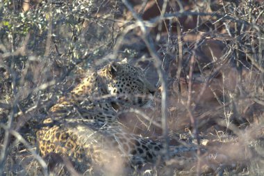 Leopar Kruger National park, Güney Afrika