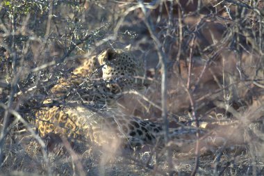 Leopar Güney Afrika 'daki Kruger Ulusal Parkı' nda dinleniyor..
