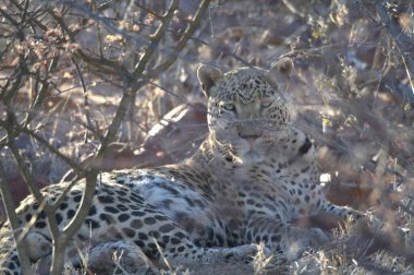 leopard in kruger park