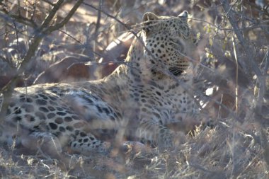 Vahşi leopar çimlerin üzerinde yatıyor, Kruger Park, Güney Afrika