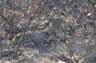 Güney Afrika 'daki Kruger Ulusal Parkı' ndaki leopar.