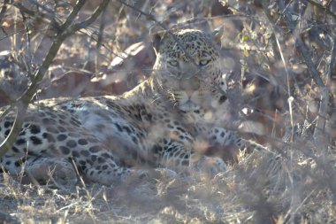 Güney Afrika 'daki Kruger Ulusal Parkı' nda çimlerin üzerinde yatan leopar.