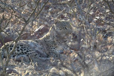 Kruger Ulusal Parkı, Güney Afrika 'da vahşi leopar