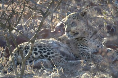 Güney Afrika 'daki Kruger Ulusal Parkı' nda çimlerde dinlenen bir leopar.