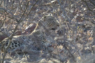 Leopar çimenlerde, vahşi hayatta ve doğada yatıyor.
