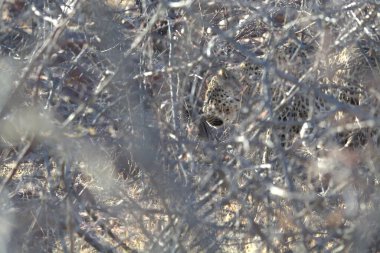 Ormandaki kuru ağaç.