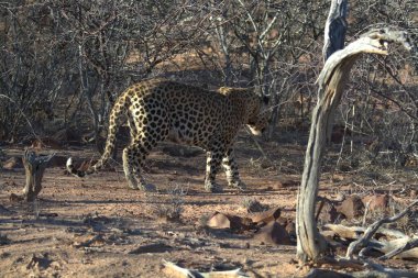 Etoşa Ulusal Parkı 'ndaki leopar.