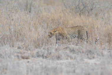 Otların arasında yürüyüş çita