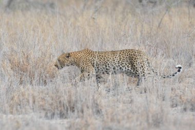 Afrika bozkırında bir leopar.