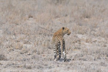 Kenya bozkırında çita