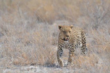 Kenya bozkırında çita