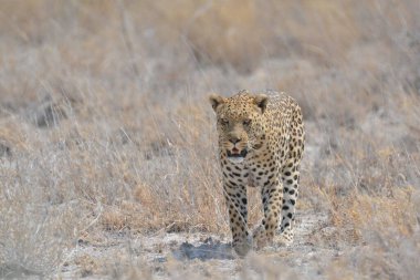 leopard in kruger park, south africa