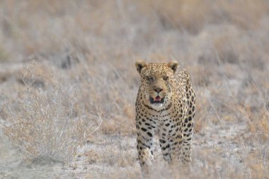 Leopar vahşi doğada Güney Afrika, Namibya, Güney Afrika