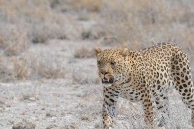 Kenya bozkırında çita