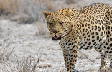 Güney Afrika 'daki Kruger Park' taki leopar.