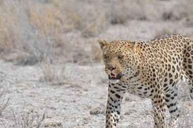 wild leopard in the savannah of kenya