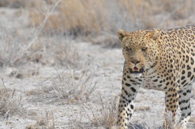 otların arasında yürüyüş leopar