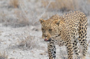 Leopar doğada doğada