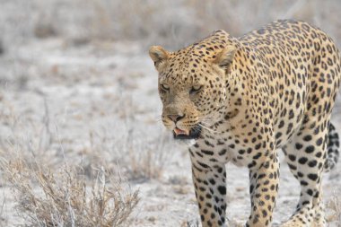 Güney Afrika 'daki Kruger Ulusal Parkı' nda Çita