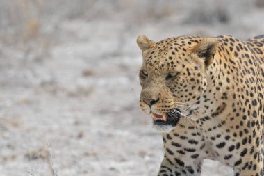 Kenya bozkırında çita